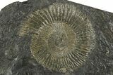 Fossil Ammonite Cluster - Posidonia Shale, Germany #353532-2